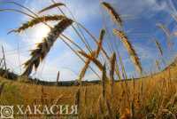 В Хакасии стартовал сбор зерна урожая - 2020