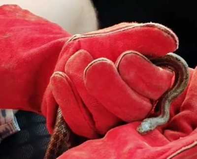 Жительница Абакана обнаружила под капотом своей иномарки живую змею