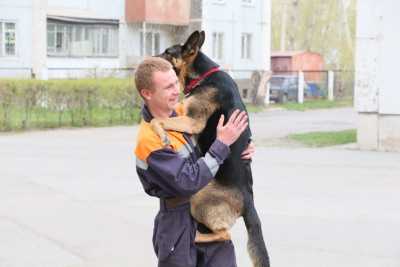Собак-спасателей тренируют в Хакасии