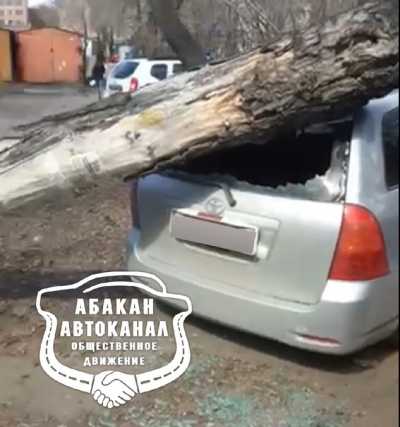 Дерево упало на иномарку во дворе Абакана