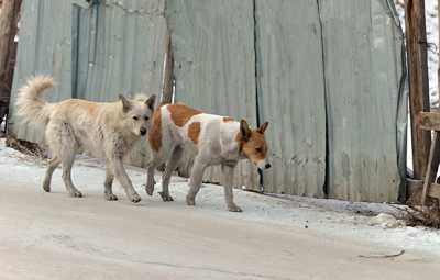 Бродячие собаки — обычное явление для Черногорска. Их можно увидеть как на окраине, так и в центре города. И уж точно не избежать встречи с ними рядом с недостроенной многоэтажкой по улице Генерала Тихонова. 