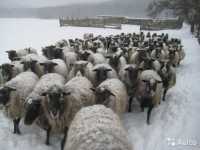 В Хакасии украли  стадо овец