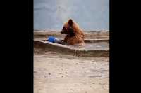 Медведица из зоопарка Абакана открыла купальный сезон
