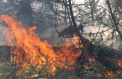 В Усть-Бюре оперативно ликвидировали лесной пожар