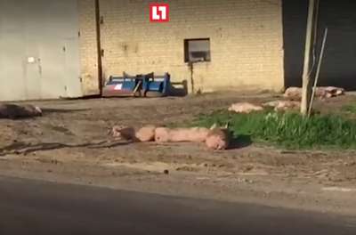 Две сотни свиней вывалились из фуры под Воронежем и прилегли
