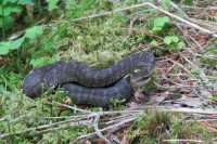 Ядовитых змей встретили в Саяно-Шушенском заповеднике