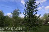 На этой неделе погода в Хакасии будет неустойчивой