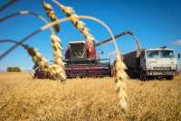 К 2025 году в Хакасии будет 86 тысяч гектаров зерновых посевов и производство зерна достигнет 130 тысяч тонн. 
