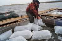 В Хакасии в озеро выпустили два миллиона мальков гибридной рыбы