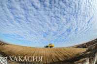 В Хакасии зафиксировали рекордную урожайность