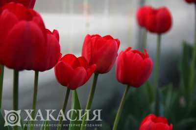 Тюльпаны дорого обошлись студентке из Черногорска