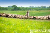 В Хакасии растет поголовье скота и производство рыбы