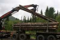 В Хакасии заготовители леса внесли в казну 9 миллионов
