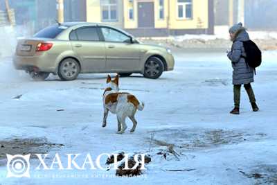 В Хакасии начался отлов бродячих собак