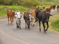 Скот, гуляющий сам по себе в Боградском районе, опасен для окружающих