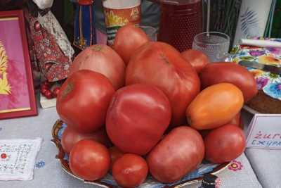 «День помидора» проходит в Минусинске