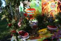Выставка винограда и персиков откроется в Абакане