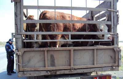 В Хакасии перевозчика наказали за транспортировку коров
