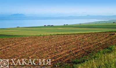 На полях Хакасии появились первые всходы зерновых