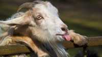 Жительница Хакасии лишилась денег из-за козы