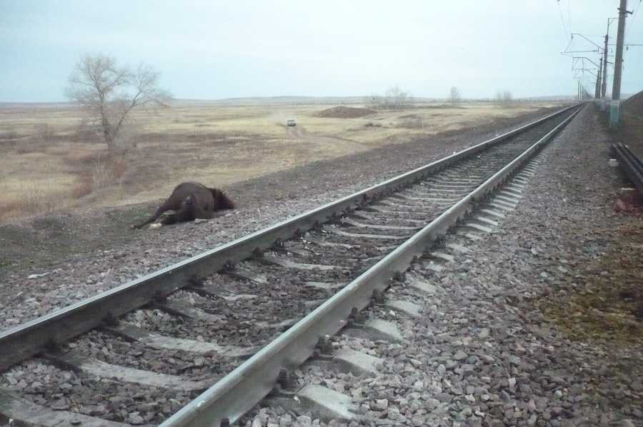 Лось на рельсах. Животные на железной дороге. Корова на железной дороге. Коровы на железнодорожных путях.