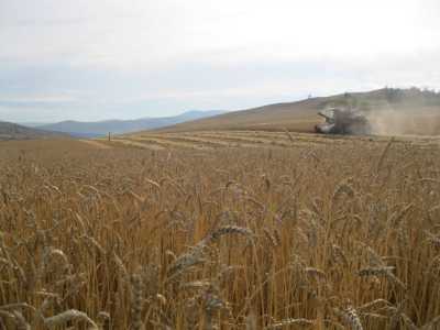 В Хакасии завершается уборка зерновых