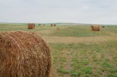 В Хакасии устанавливается травостой