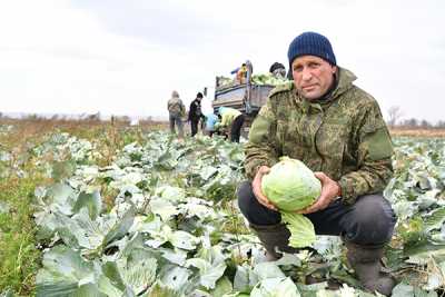 Садулах Гусейнов говорит, что нынешняя непогода не лучшим образом отразилась на урожае всех без исключения овощей из «борщевого набора». Особенно пострадала морковь — от высоких июльских температур на нескольких грядках часть ботвы высохла раньше срока. Зато капуста вполне себе удалась. По предварительным подсчётам, с каждого гектара в хозяйстве получают около 50 тонн. 