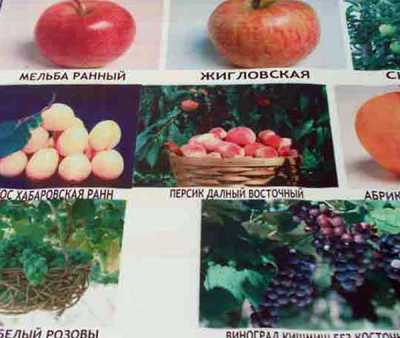 Вот под такими названиями продают порой фальшивые саженцы плодовых деревьев. 