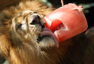 Обитатели абаканского зоопарка спасаются от жары мороженым