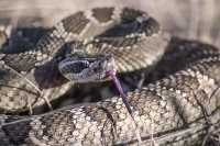 В жилом районе Саяногорска заметили змей