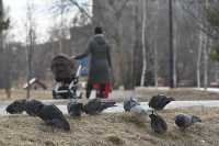 Постановление правительства Хакасии позволяет гулять с детьми, которые остались дома из-за коронавируса. 