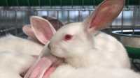Около 10 тыс. кроликов погибли при пожаре в Саратовской области