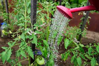 При скручивании листьев томаты нужно полить раствором молока или кефира (пол-литра на ведро воды). 