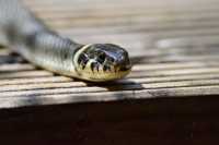 Змея в унитазе напугала жительницу Абакана