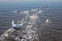 Лебедей заприметили на степных озерах Хакасии