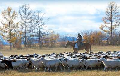 На участие в программе по искусственному осеменению овец уже заявилось девять КФХ и два сельхозпредприятия. 