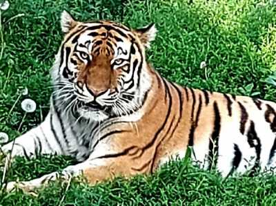 В Абакане отметили Международный тень тигра