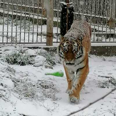 Тигрица радуется снегу в абаканском зоопарке