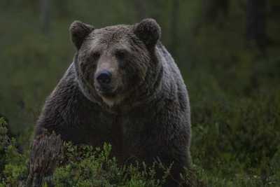 Погибший в Ергаках от лап медведя подросток оказался жителем Саяногорска