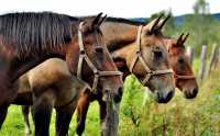 В Хакасии пастухи пустили чужих коней на мясо