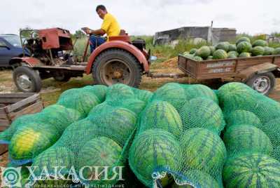 Выросла средняя зарплата у работников сельского хозяйства в Хакасии