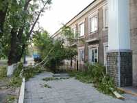 В Черногорске ветер повалил деревья на тротуар
