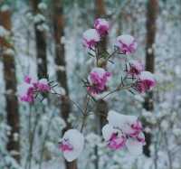 Апрельская зима: багульник под снегом показали сотрудники парка отдыха в Хакасии