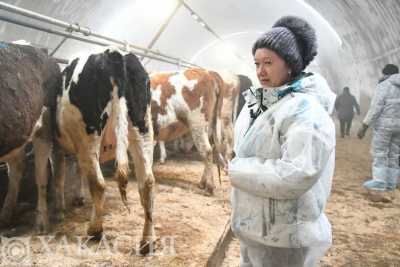 Как жители Бограда ищут себе новых коров