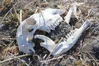 Трупы животных обнаружены в селе Хакасии