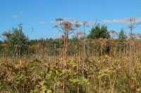 В Усть-Абаканском районе на землях сельхозназначения растёт сорная трава