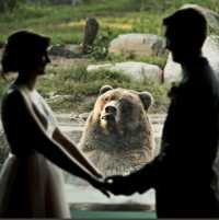 Пара решила пожениться при медведе. Он от этого в шоке