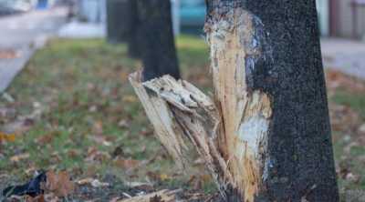 В Хакасии водитель иномарки протаранил дерево