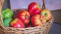 Минусинские помидоры одинаково хорошо растут как на родной (результат на снимке слева), так и на московской земле.